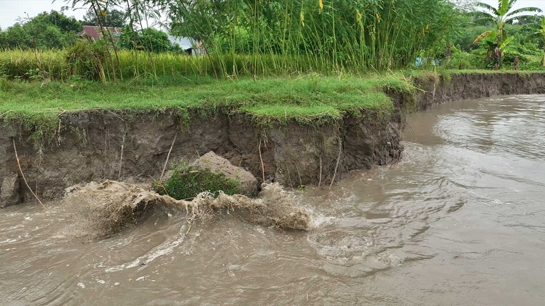 বাড়ছে পদ্মার পানি, ভাঙছে পাড়